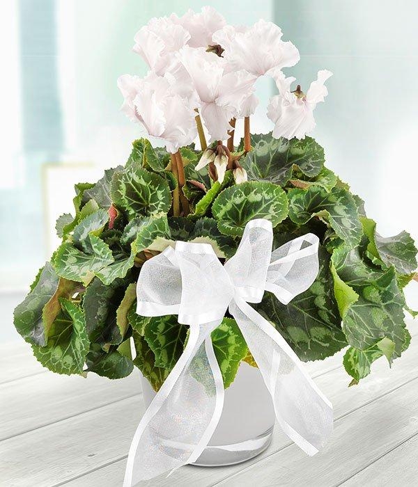 White Cyclamen*